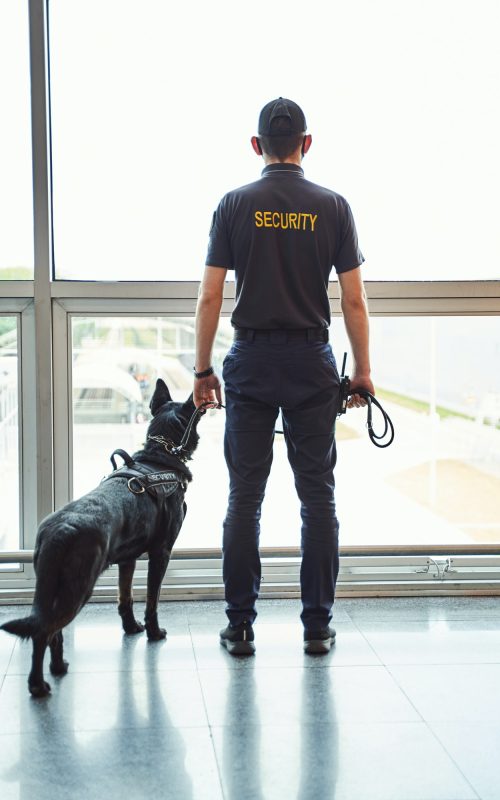security-worker-with-detection-dog-standing-at-airport-terminal.jpg
